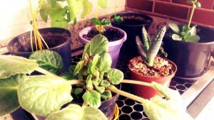 plantas